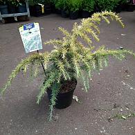 Cedrus deod. 'Golden Horizon'