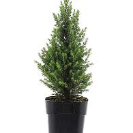 Picea gl. Perfecta