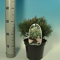 Pinus mugo pumilio