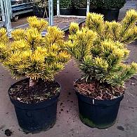 Pinus mugo 'Winter Gold'