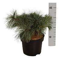 Pinus strobus 'Blue Shag'