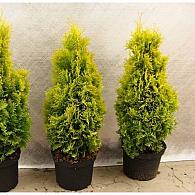 Thuja occ. Golden Smaragd