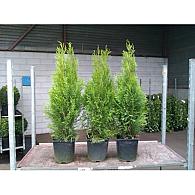 Thuja occ. 'Smaragd'