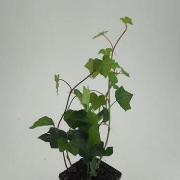 Hedera hibernica