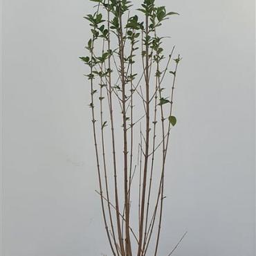 Ligustrum ovalifolium