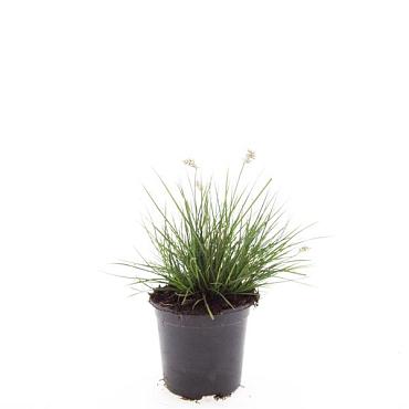 Pennisetum al. 'Little Bunny'