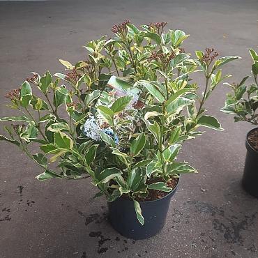 Viburnum tin. 'Variegatum'