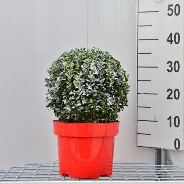 Buxus sempervirens  -Ball-