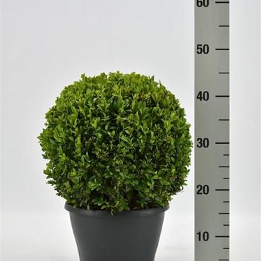 Buxus sempervirens  -Ball-