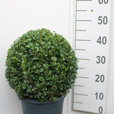 Buxus sempervirens  -Ball-