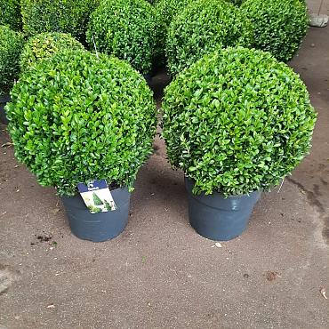 Buxus sempervirens  -Ball-