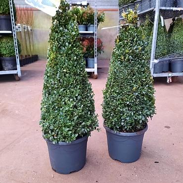 Buxus sempervirens  -Pyramid-