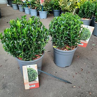 Euonymus jap. 'Green Spire'