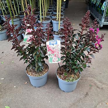 Lagerstroemia i. Rhapsody in Blue