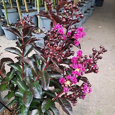 Lagerstroemia i. Rhapsody in Blue