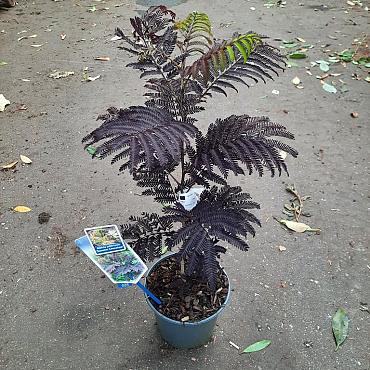 Albizia julibr. 'Summer Chocolate'