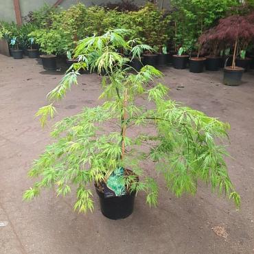 Acer pal. 'Dissectum'