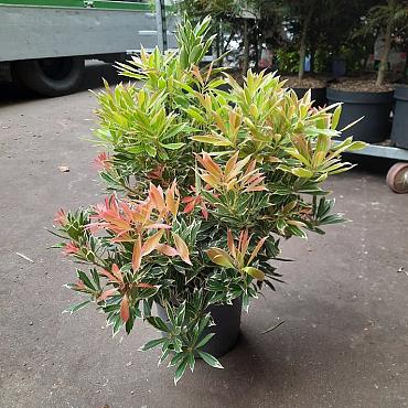 Pieris 'Flaming Silver'