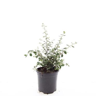 Cotoneaster franchetii