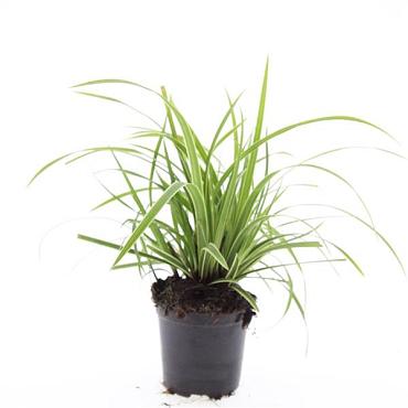 Carex morrowii 'Ice Dance'