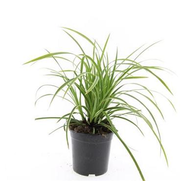 Carex morrowii 'Ice Dance'