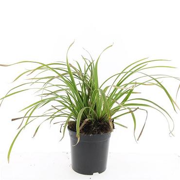 Carex morrowii 'Ice Dance'