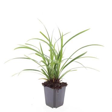 Carex morrowii 'Ice Dance'