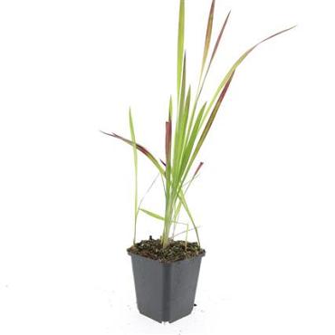 Imperata cylindrica 'Red Baron'