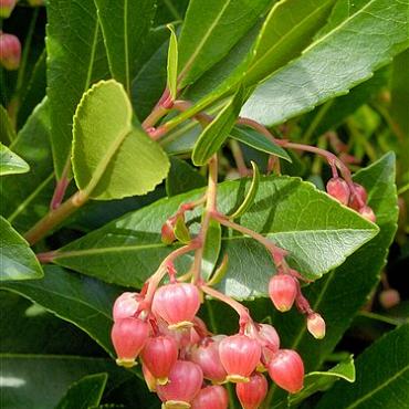 Arbutus unedo 'Cobra'