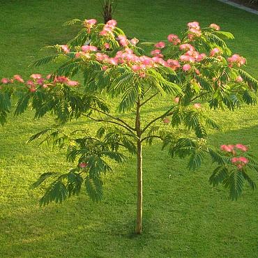 Albizia julibr. Ombrella