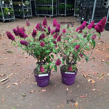 Buddleja d. Funky Fuchsia