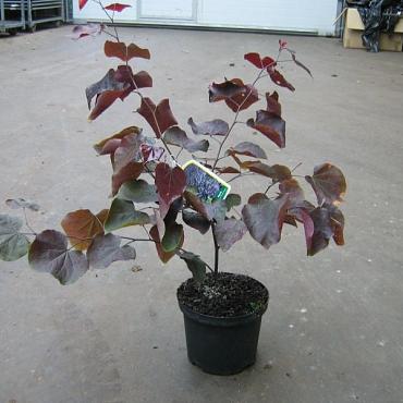 Cercis can. 'Forest Pansy'