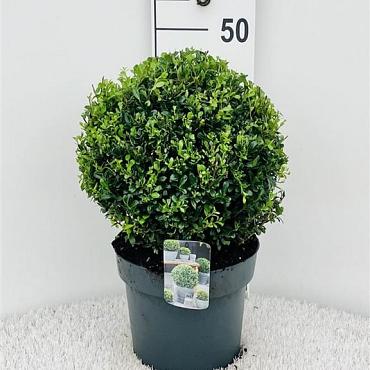 Ilex crenata Luxus Globe