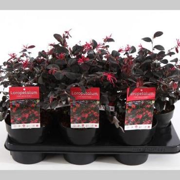 Loropetalum chin. Black Pearl