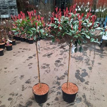 Photinia fraseri 'Carré Rouge'