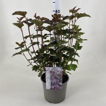 Physocarpus opulif. 'Diabolo'