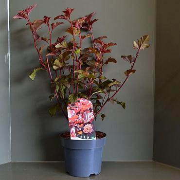 Physocarpus opulif. Lady in Red