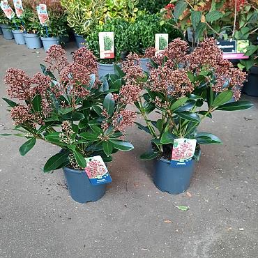 Skimmia j. 'Rubella'