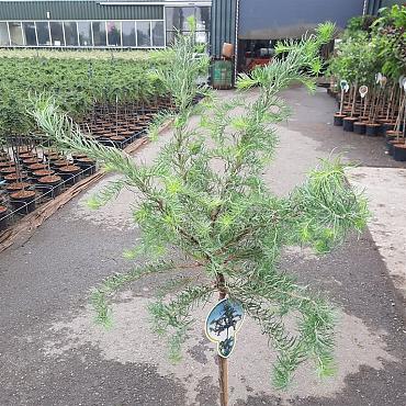 Larix kaempf. 'Diana'