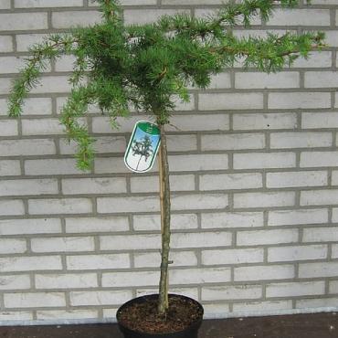 Larix kaempf. 'Diana'