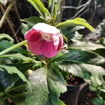 Helleborus orientalis