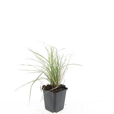 Sesleria autumnalis