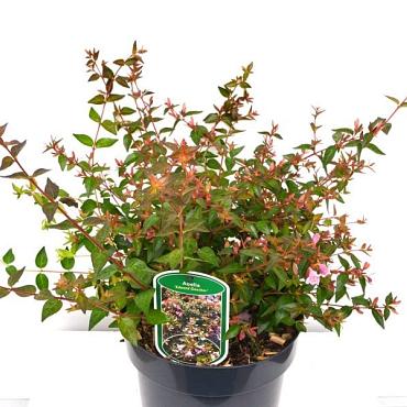 Abelia 'Edward Goucher'