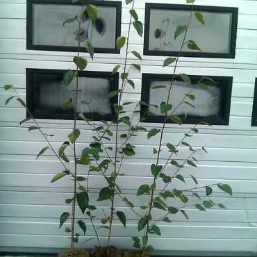 Betula utilis jacquemontii