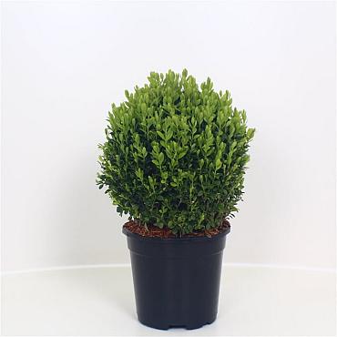 Buxus sempervirens  -Ball-