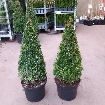 Buxus sempervirens  -Pyramid-