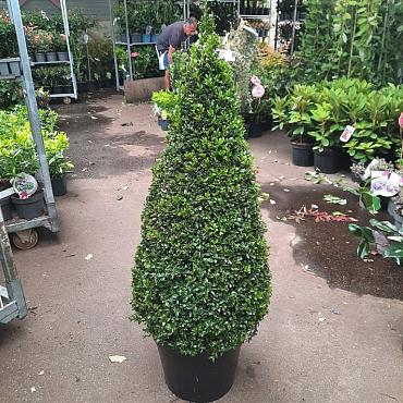 Buxus sempervirens  -Pyramid-