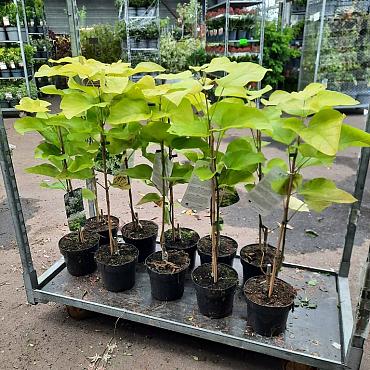 Catalpa bignonioides 'Aurea'