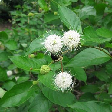 Cephalanthus occidentalis