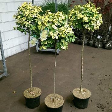 Euonymus fort. 'Emerald 'n' Gold'